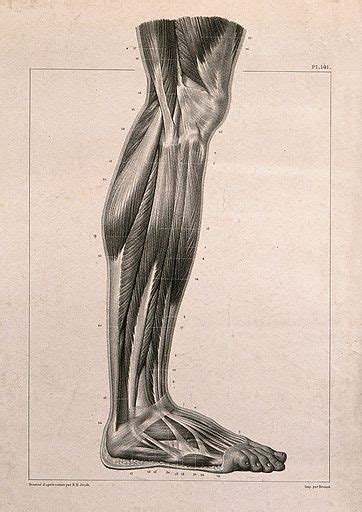 Muscles Of The Lower Leg Seen From The Side Free Public Domain Image