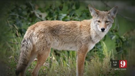 Whats Causing More Coyote Sightings In Orange County Wftv