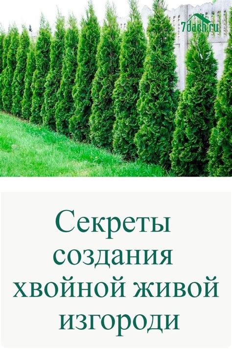 Секреты создания хвойной живой изгороди | Садоводство, Живая изгородь ...