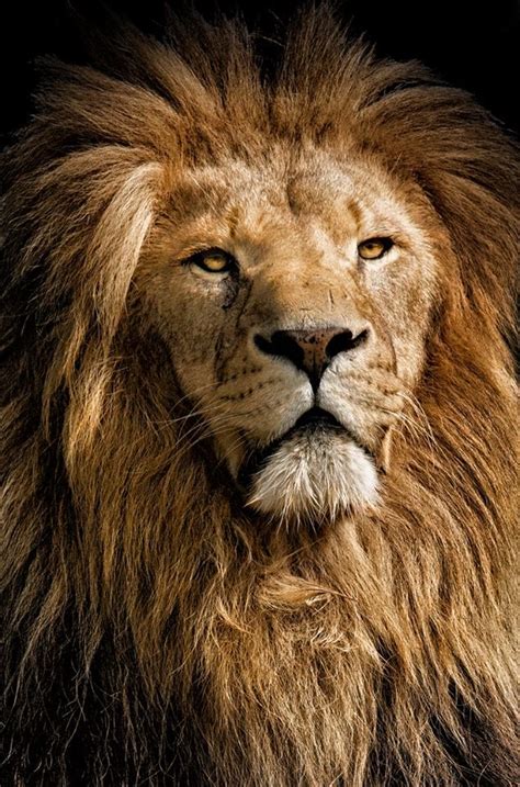 Sauter à la navigation sauter à la recherche. Les 45 meilleures images du tableau Lion lionne tigre ...