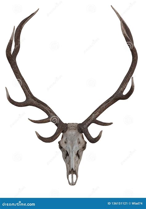 Antlers On The White Background Isolated Stock Image Image Of Nature