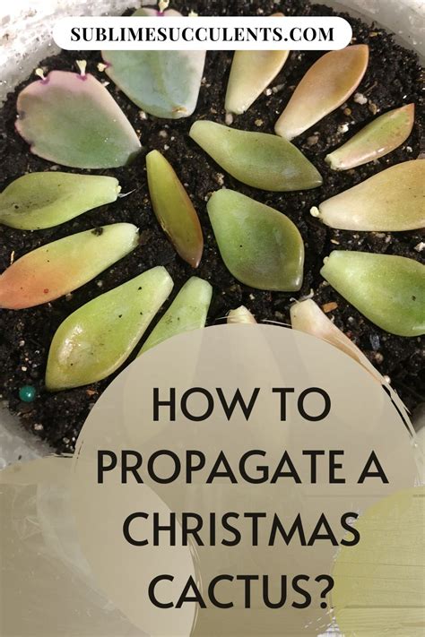 How to care for your christmas cactus. How to Propagate a Christmas Cactus & Take Care of It ...