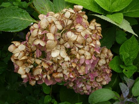 A simple description of the garden products to use in changing hydrangea flowers from blue to pink and from pink to blue. Flat Bottom Flowers: Changing Hydrangea