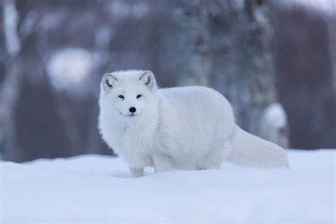 10 Most Incredible Animals In Norway With Photos