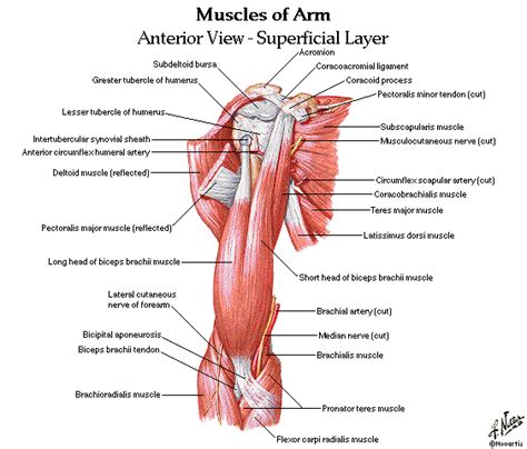 Alex stewart details the anatomy and function of the biceps, triceps and forearms, and presents you with 5 killer workouts to pack on arm size. Upper and Lower Limbs Muscles,Skeleton,Knee joint,Hip ...