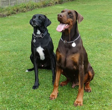 Pinscher doberman doberman puppies dogs and puppies chien dobermann american bully easiest dogs to train mundo animal dog pinscher doberman doberman dogs dobermans brown doberman doberman tattoo bullmastiff beautiful dogs animals beautiful big dogs. Pin on Doberman Brown