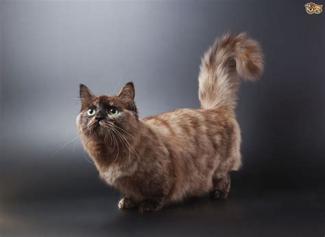 They are bred for lovable personalities, and munchkins come in all colors and in that case, munchkin kittens cattery offers a beautiful addition to your family. Munchkin Cat Breed | Facts, Highlights & Buying Advice ...