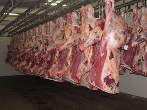 Punjatv camel meat is available in lowest price. Fresh Beef Kalitiran products,Philippines Fresh Beef ...