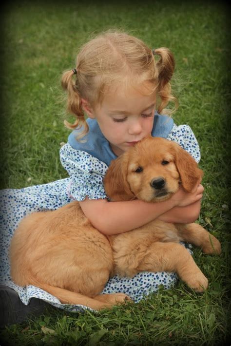 Rumble — the golden retriever is one of the most popular dog breeds in the u.s. Sweet Snuggles - Windy Knoll Golden Retrievers