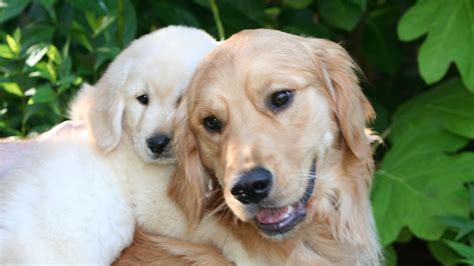 A small breeding program set out to improve the quality of english golden retrievers. About - Northwest Goldens, Breeder of Golden Retrievers
