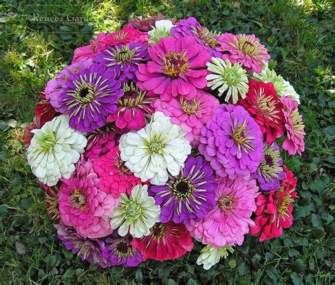 Zinnia Cool Crayon Colors Flower Seeds Zinnias Zinnia Flowers