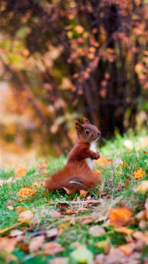 In The Autumn Forest Animal Squirrel Bokeh Cute Fall Foliage Leaf Tree