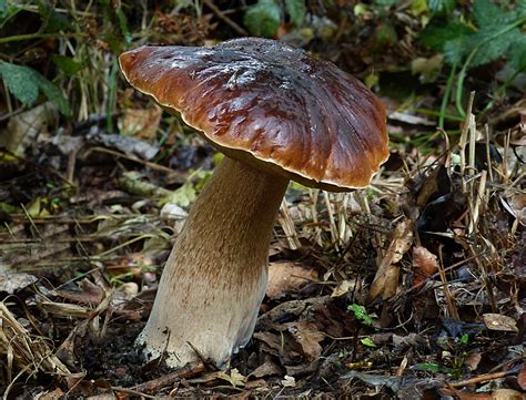 Free Images Nature Forest Autumn Fauna Fungus Fungi Boletus
