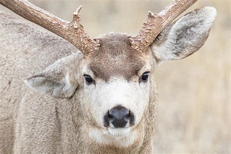 Mule Deer Buck Close Up And Head On Photograph By Tony Hake Pixels