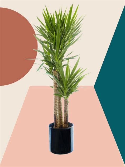 7 Yucca Plant Care Tips Thatll Make Your Greenery Thrive 16 Plants