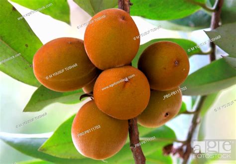 Mangosteen Fruit Bangeli Naame Gab Laxmipur Bangladesh Stock Photo