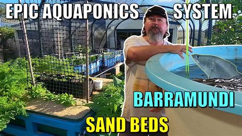 Owens Epic Aquaponics System Sand Beds Swamp Beds Barramundi More