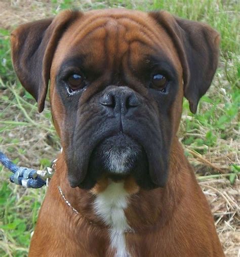 Best 15 Boxer Close Up Images On Pinterest Boxer Boxers And Doggies