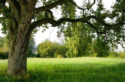 Perfect Perennial Plants Perennials Serenity Now Old Tree Field Of