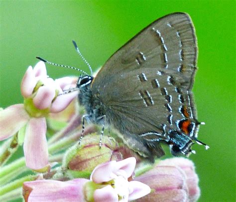 Banded Hairstreak Butterfly 62615 Sharon Friends Of Conservation