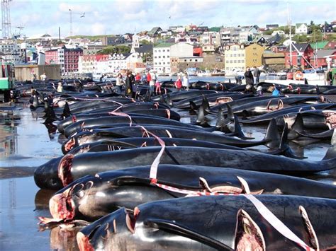 Pix Grove Mass Whale Hunting In Faroe Islands Leave Sea Blood Red
