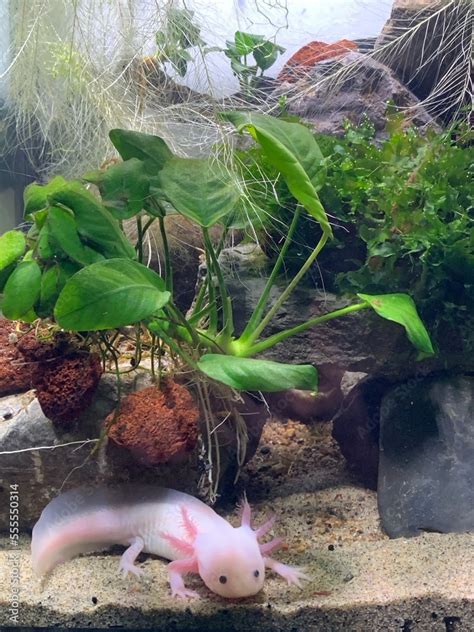 Foto De Leucistic Axolotl Ambystoma Mexicanum In Beautiful Planted