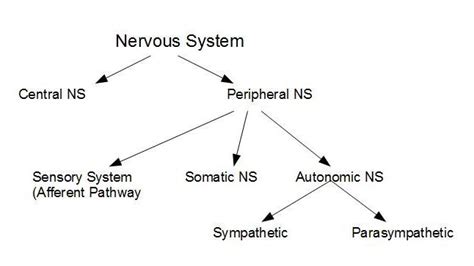 Want to learn more about it? A Vet To Be: Autonomic Nervous System