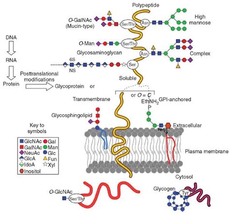 Glycosylation Proteomics