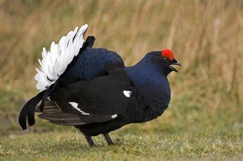 Photographing Scottish Highland Specialities Black Grouse Дикие