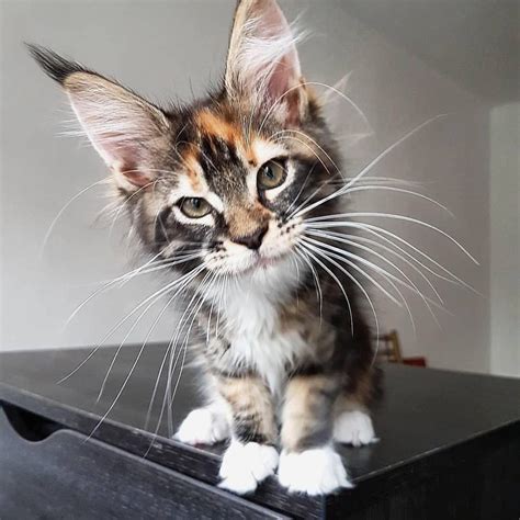 Buy and sell almost anything on gumtree classifieds. Maine Coon Kittens For Sale Near Me Uk