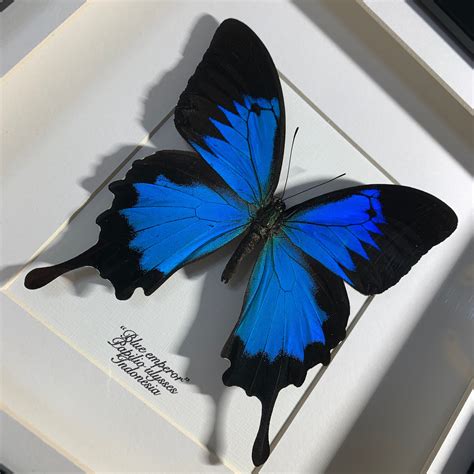 Real Blue Emperor Butterfly Papilio Ulysses Preserved Etsy