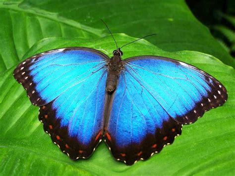 Top 10 most beautiful butterflies. 10 Most Amazing And Beautiful Butterflies In The World