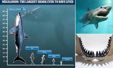 Are Megalodons Still Alive In 2021 Unveiling The Mystery Of Ocean Giants