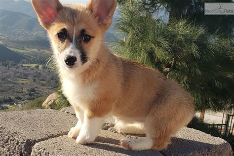 Puppyfinder.com is secure, simple and efficient way to find a puppy, sell a puppy or addopt dogs via internet. Corgi puppy for sale near San Diego, California ...