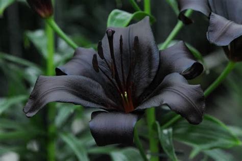 30 Amazing Types Of Black Flowers With Pictures And Names American