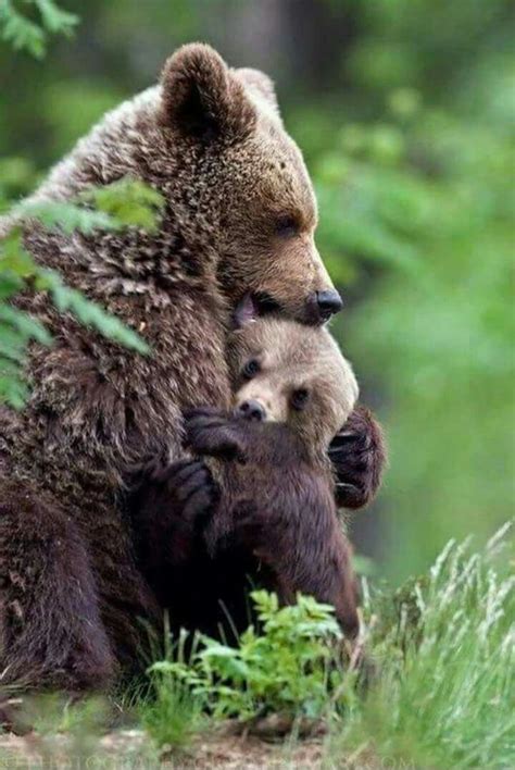 Mamá osa y su osito. | Animals, Cute animals, Cute animal pictures
