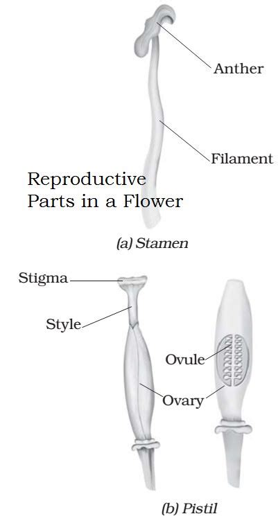 Male and female flower parts. Sexual and Asexual Reproduction in Plants