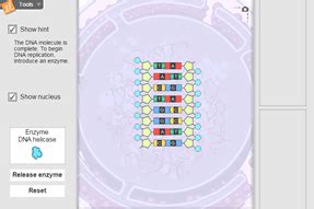 Gizmos student exploration building dna answer key + my … , dna molecules have instructions for building every living organism on earth, from the tiniest bacterium to a massive blue whale. Student Exploration Building Dna Gizmo Answers Key Pdf ...