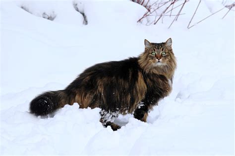 A Pretty Brownblack Norwegian Forest Cat In Deep Snow Stock Photo Download Image Now Istock