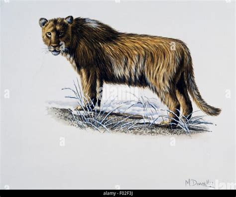 European Or Eurasian Cave Lion Panthera Leo Spelaea Felidae Late