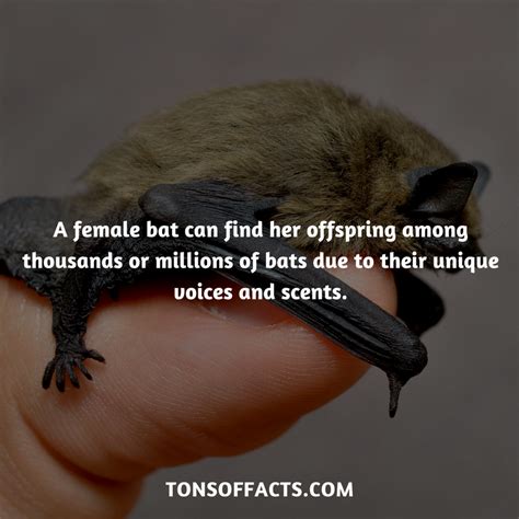 31 Fun And Interesting Facts About Bats Artofit