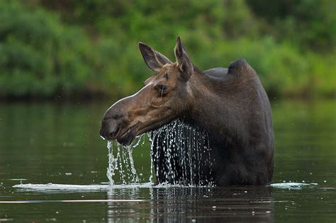 Moose Cow In Lake Sean Crane Photography