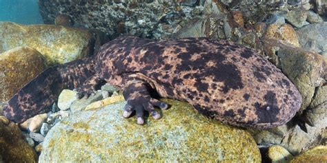 Snorkeling With Japanese Giant Salamanders In Japan Big Fish Expeditions