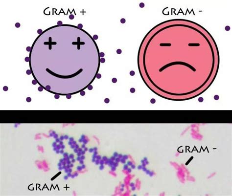 Gram Staining Principle Procedure And Results