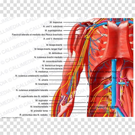 The final thing that must be explained is how the arm will be used and the way in which the chip appear. Wiring And Diagram: Diagram Of Veins And Arteries In Arm