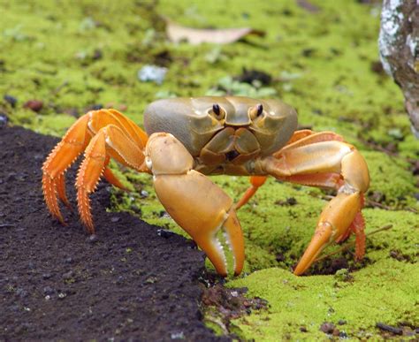 They're way more visible than the red ones in my opinion and the blue blood setting gives a pretty significant advantage. How Do Crabs Breathe Inside & Outside Water? | Stillunfold