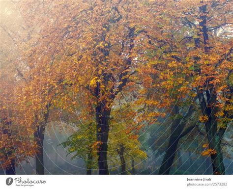 Trees Wear Autumn Trip A Royalty Free Stock Photo From Photocase