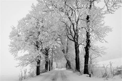 Snow Path By Damianmekal On Deviantart