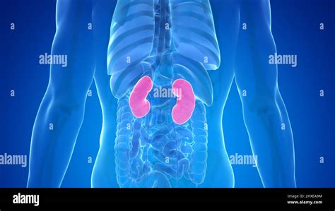 Human Kidneys Illustration Stock Photo Alamy