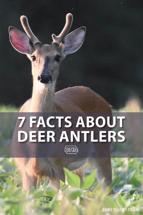 7 Things You May Not Know About Deer Antlers Dnr News Releases